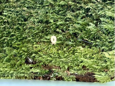 2018 Volkswagen Touareg