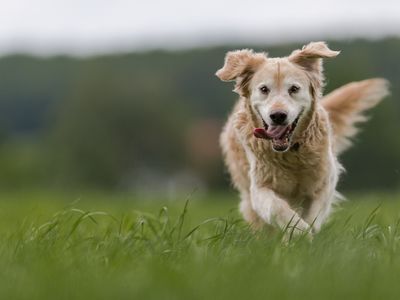 2017 Alfa Romeo Giulia