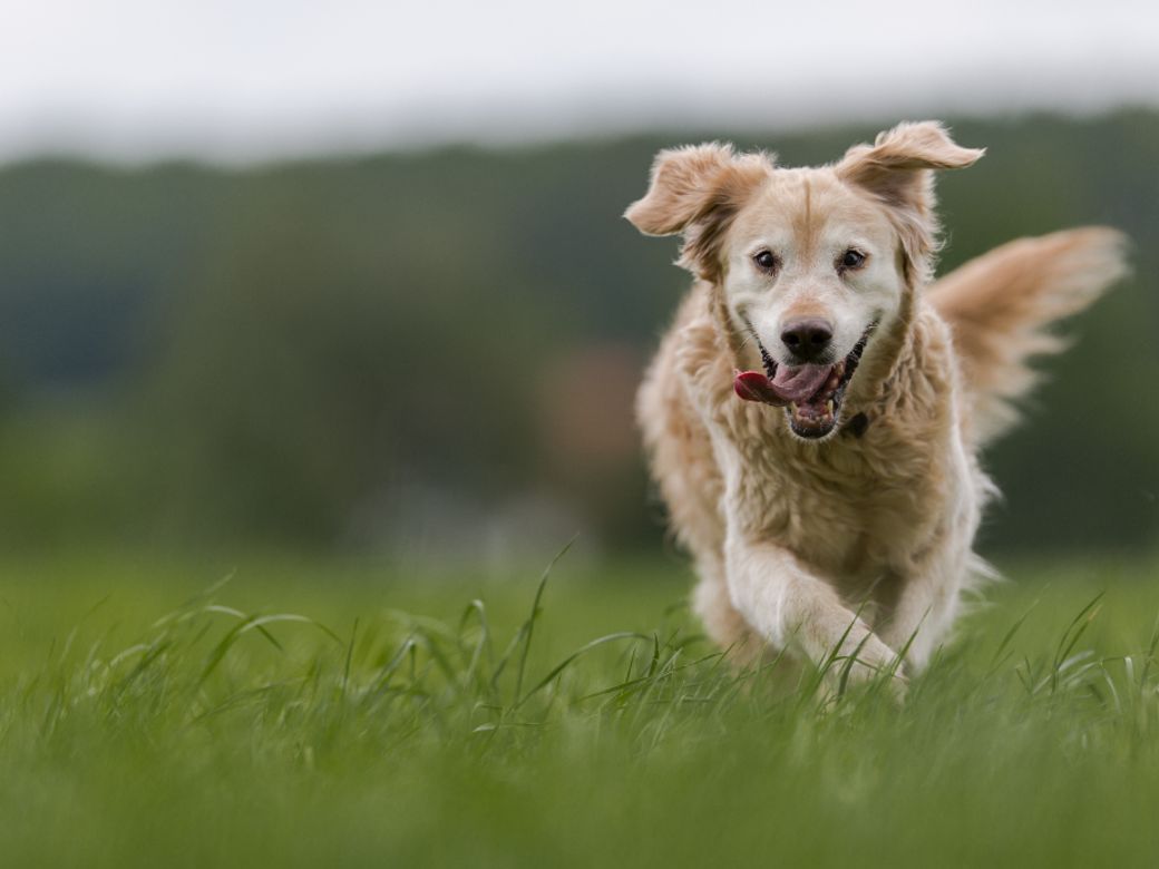 2017 Alfa Romeo Giulia